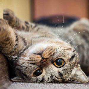 cute-cat-laying